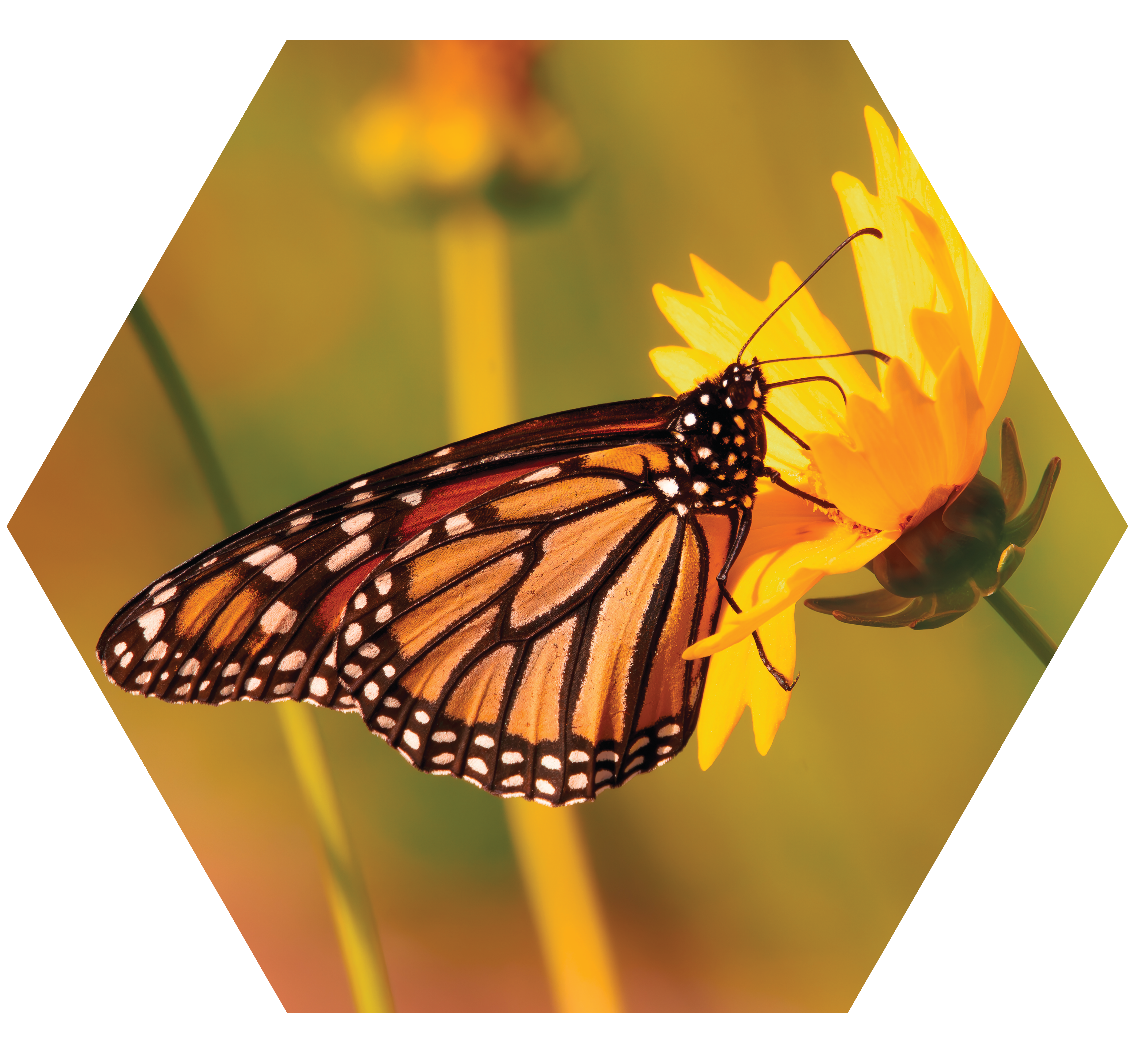 Monarch Butterfly Pollination